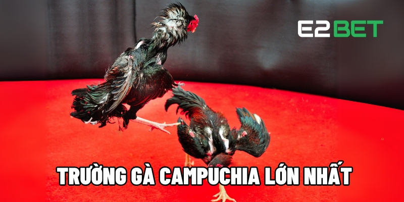 truong ga campuchia lon nhat 1