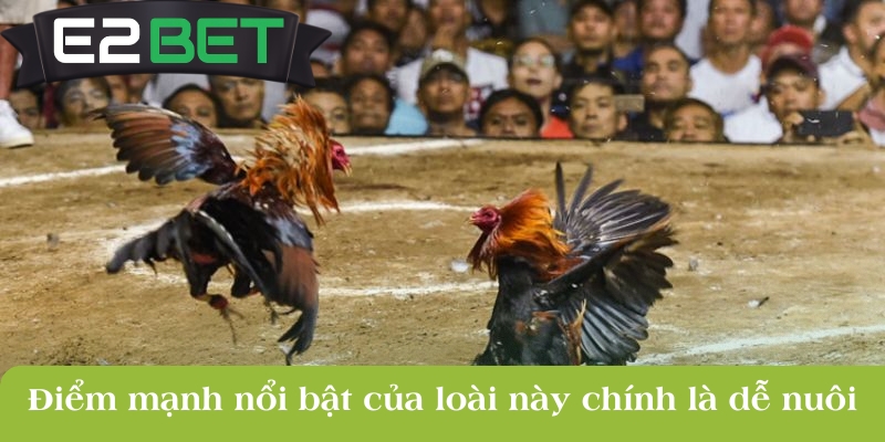 diem manh noi bat cua loai nay chinh la de nuoi